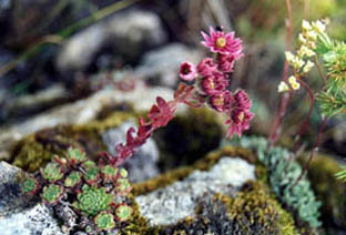 Sempervivum montanum ssp montanum